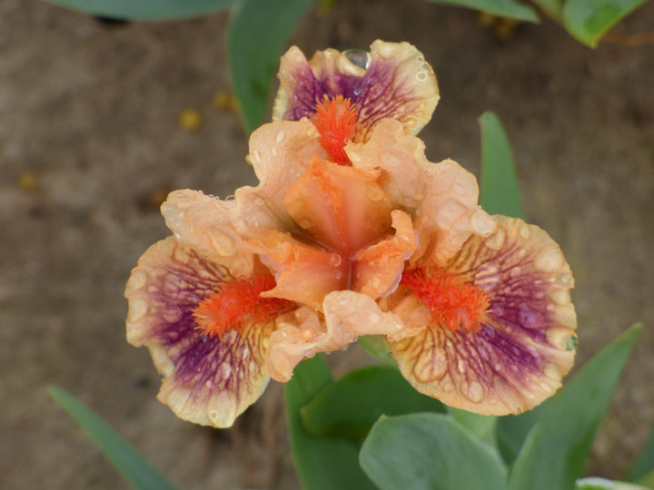 Bear's Ears | Dwarf Bearded Iris – Schreiner's Gardens