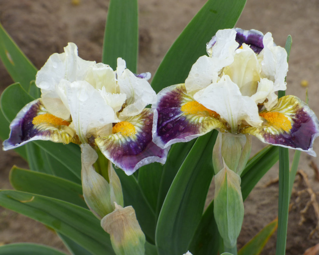 Bighorn | Dwarf Bearded Iris – Schreiner's Gardens