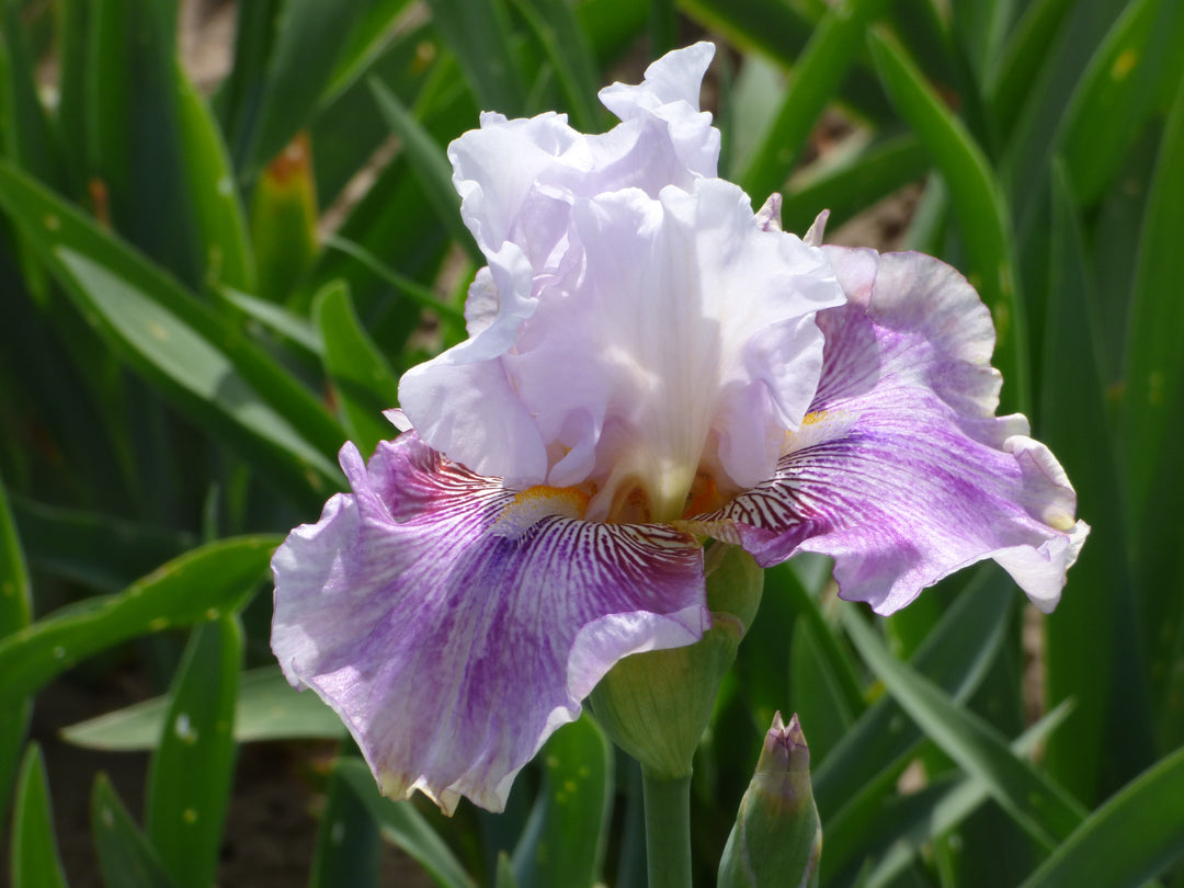 lavender iris flower Pickathon