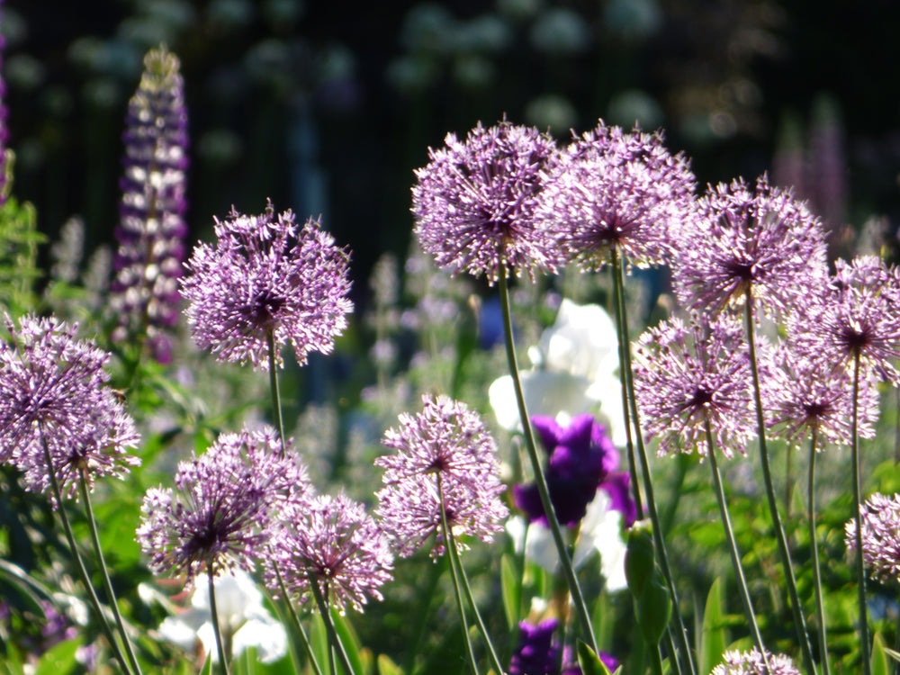 Tall, round clusters of purple allium flowers bloom in a sunlit garden, surrounded by green leaves and other colorful flowers, with a blurred background.