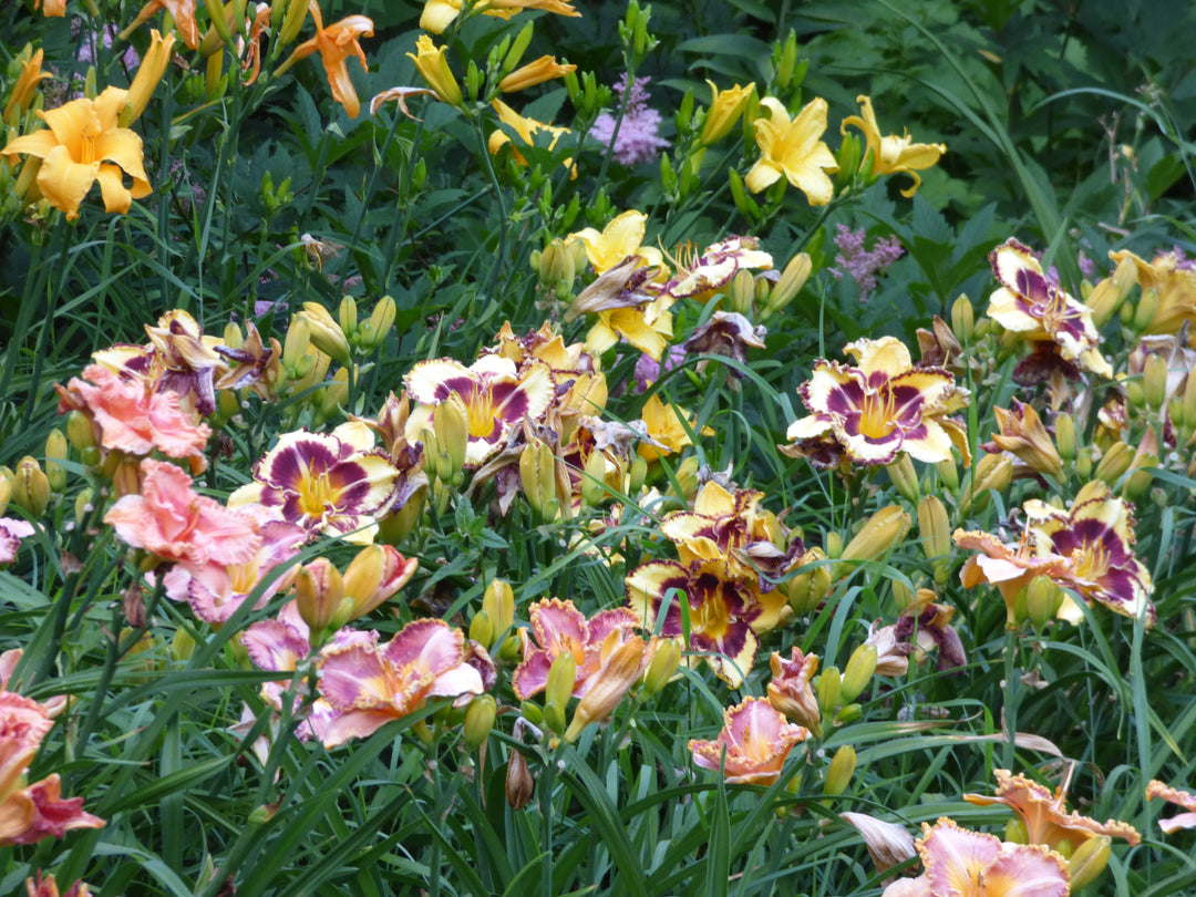 Farmer's Choice Daylily Tray of 60 – Schreiner's Gardens
