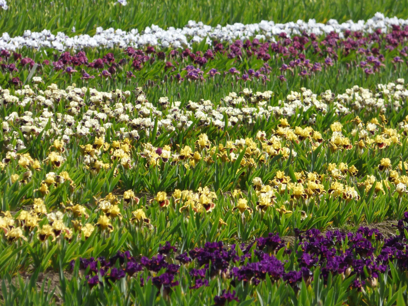 Mystery Blooms: 100 Dwarf Iris Tray