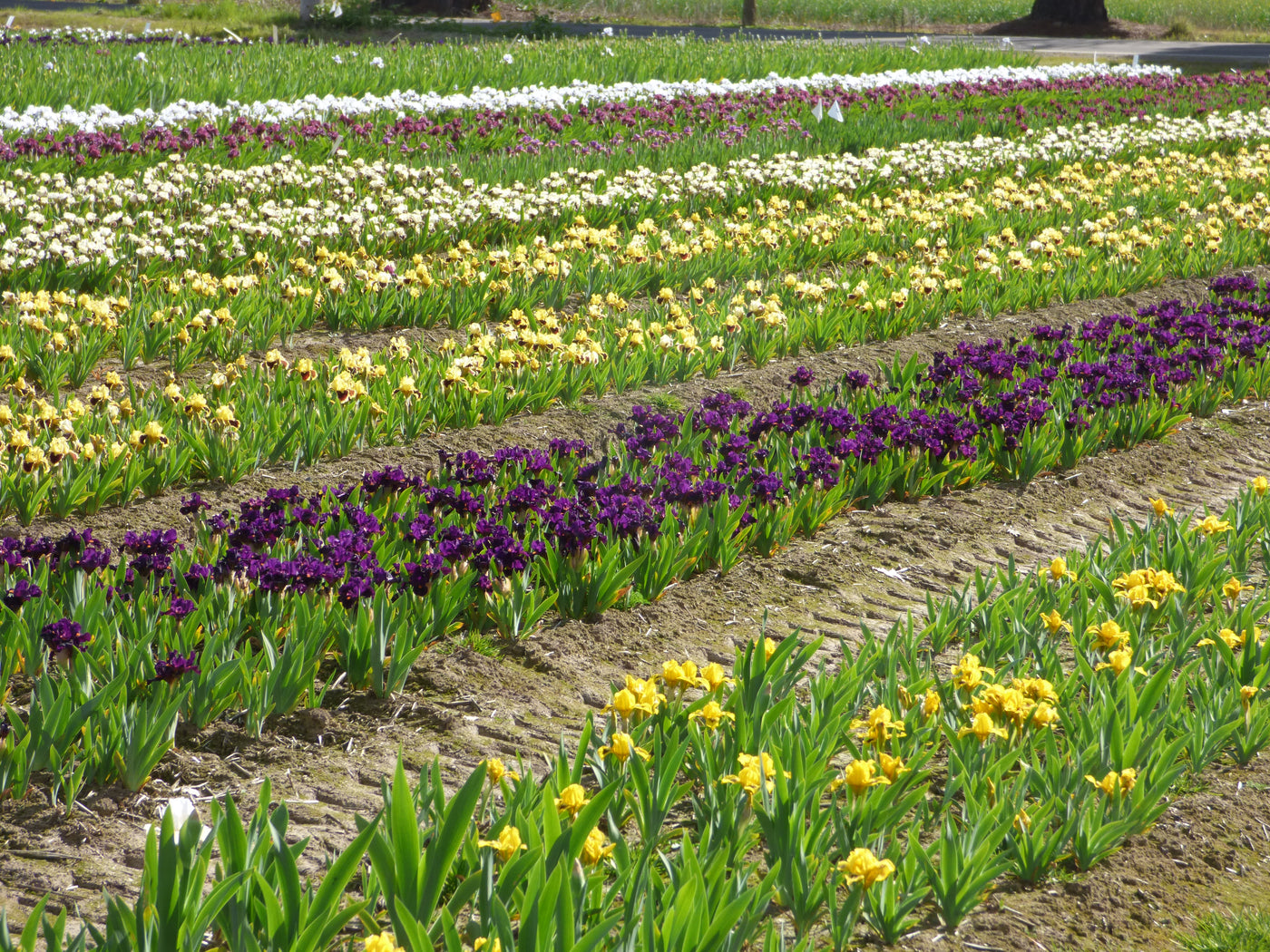 Surprise Grab Bag Iris Collection