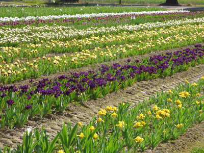 Surprise Grab Bag Iris Collection