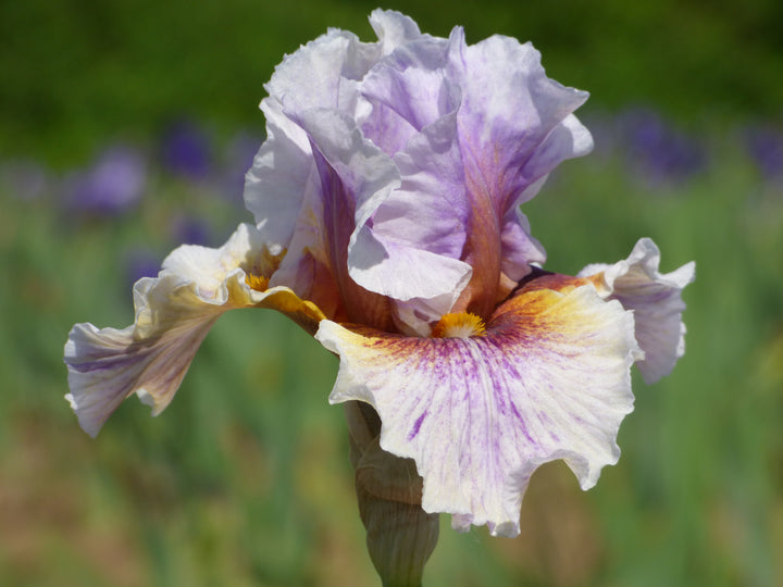 Midwest Pizzazz – Schreiner's Gardens