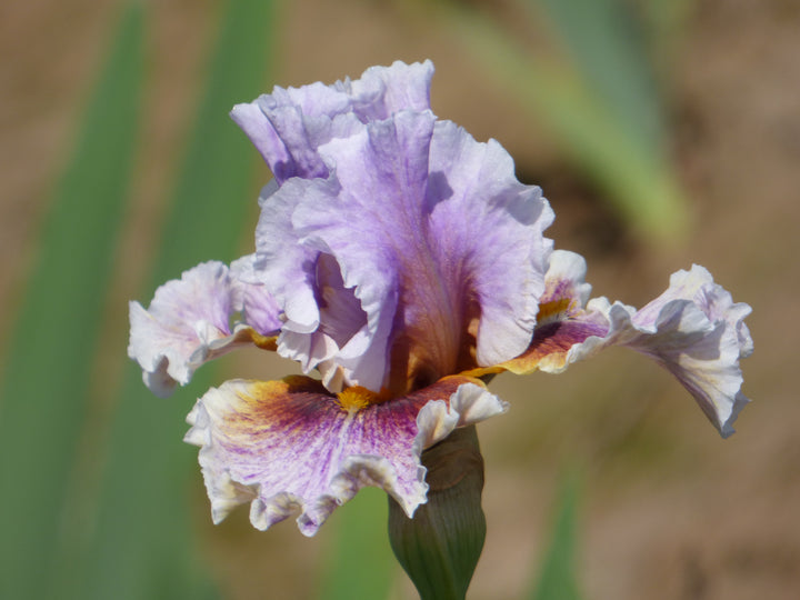 P1370217_720x.jpg?v=1754902598