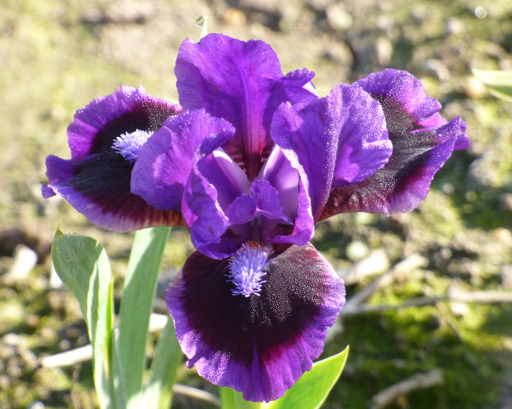 Smart – Schreiner's Gardens