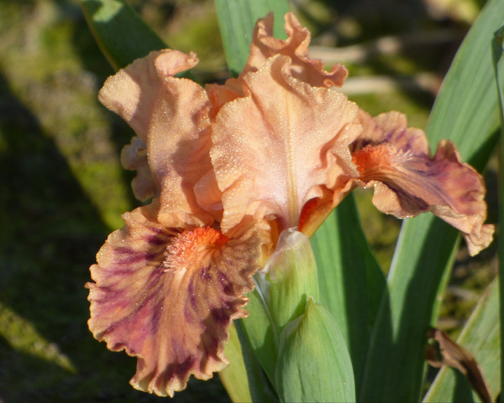 Clash – Schreiner's Gardens