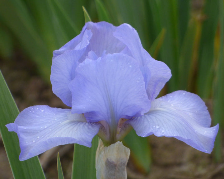 Raindance Returns | Dwarf Bearded Iris – Schreiner's Gardens