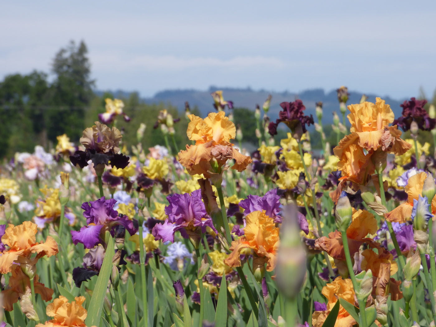 Mystery Blooms: 80 Tall Bearded Iris Tray
