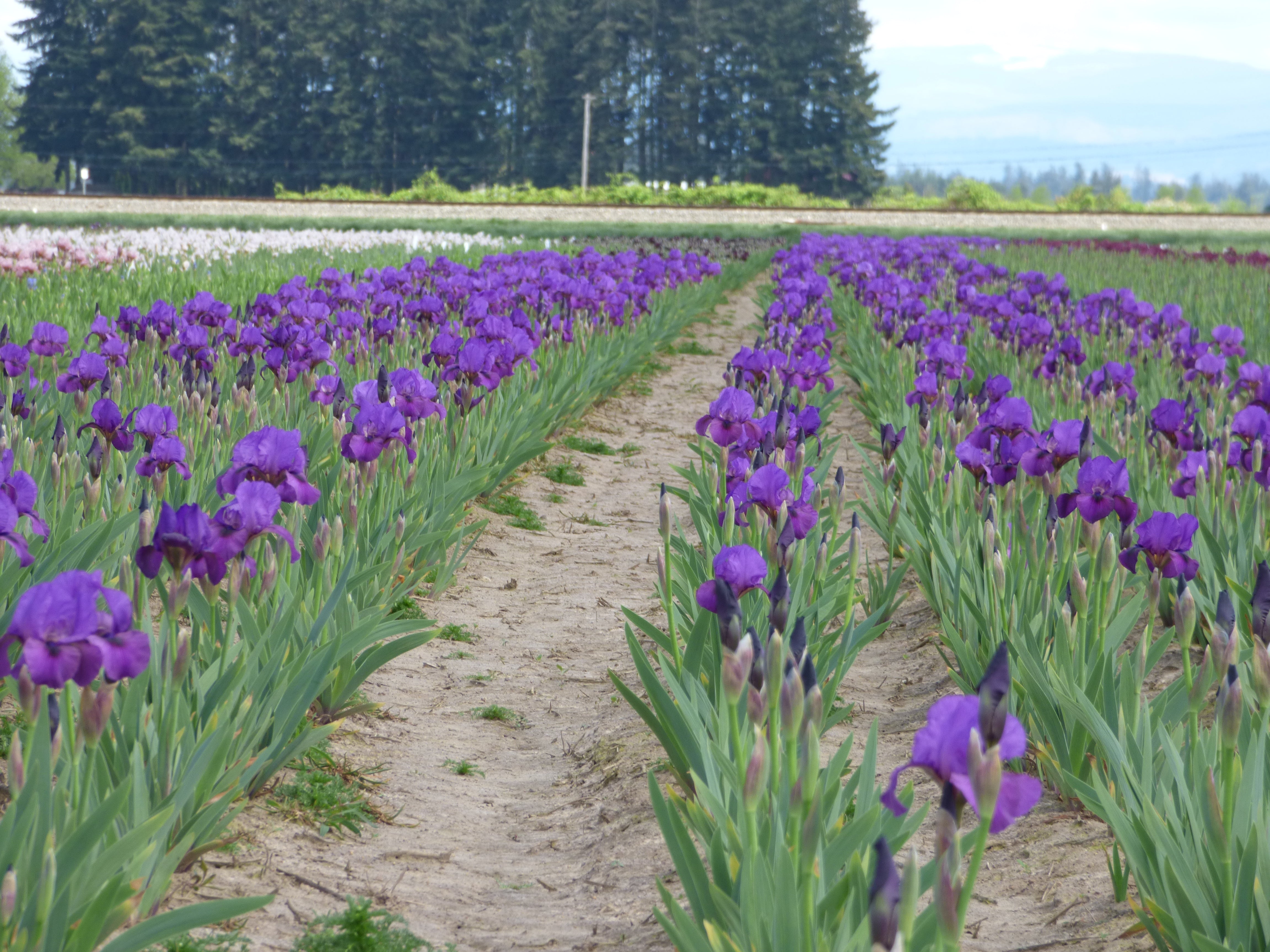 Parable | Intermediate Bearded Iris – Schreiner's Gardens