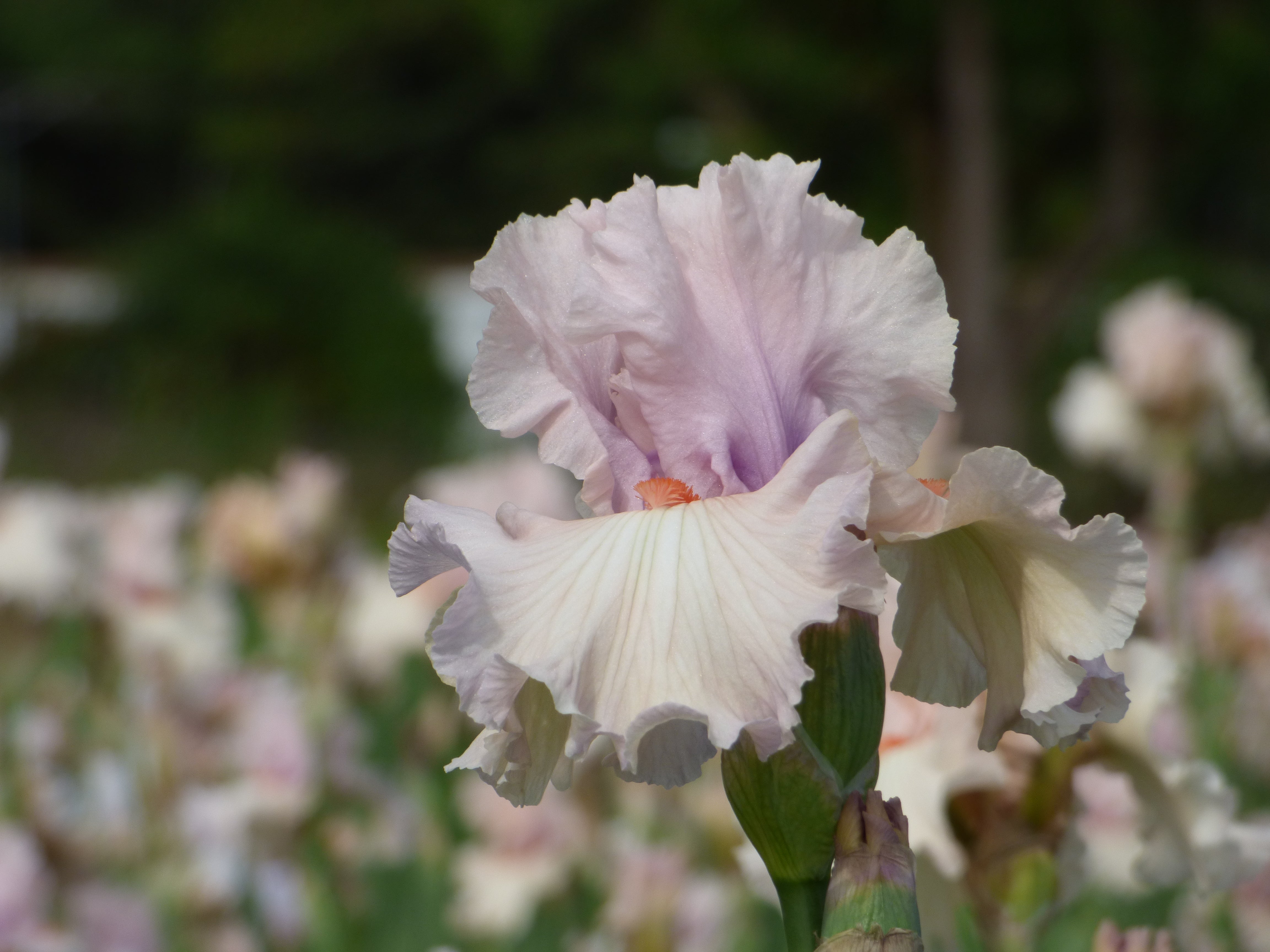 Peacekeeper | Tall Bearded Iris – Schreiner's Gardens