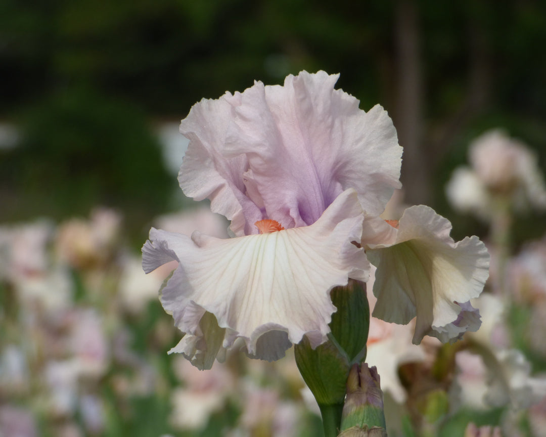 石木文　スワン　カップ　flower birds Peacekeeper | Tall Bearded Iris – Schreiner's Gardens