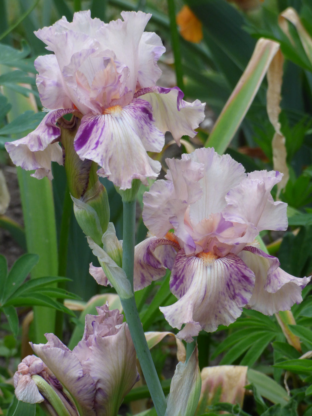 Peach Jam | Tall Bearded Iris – Schreiner's Gardens