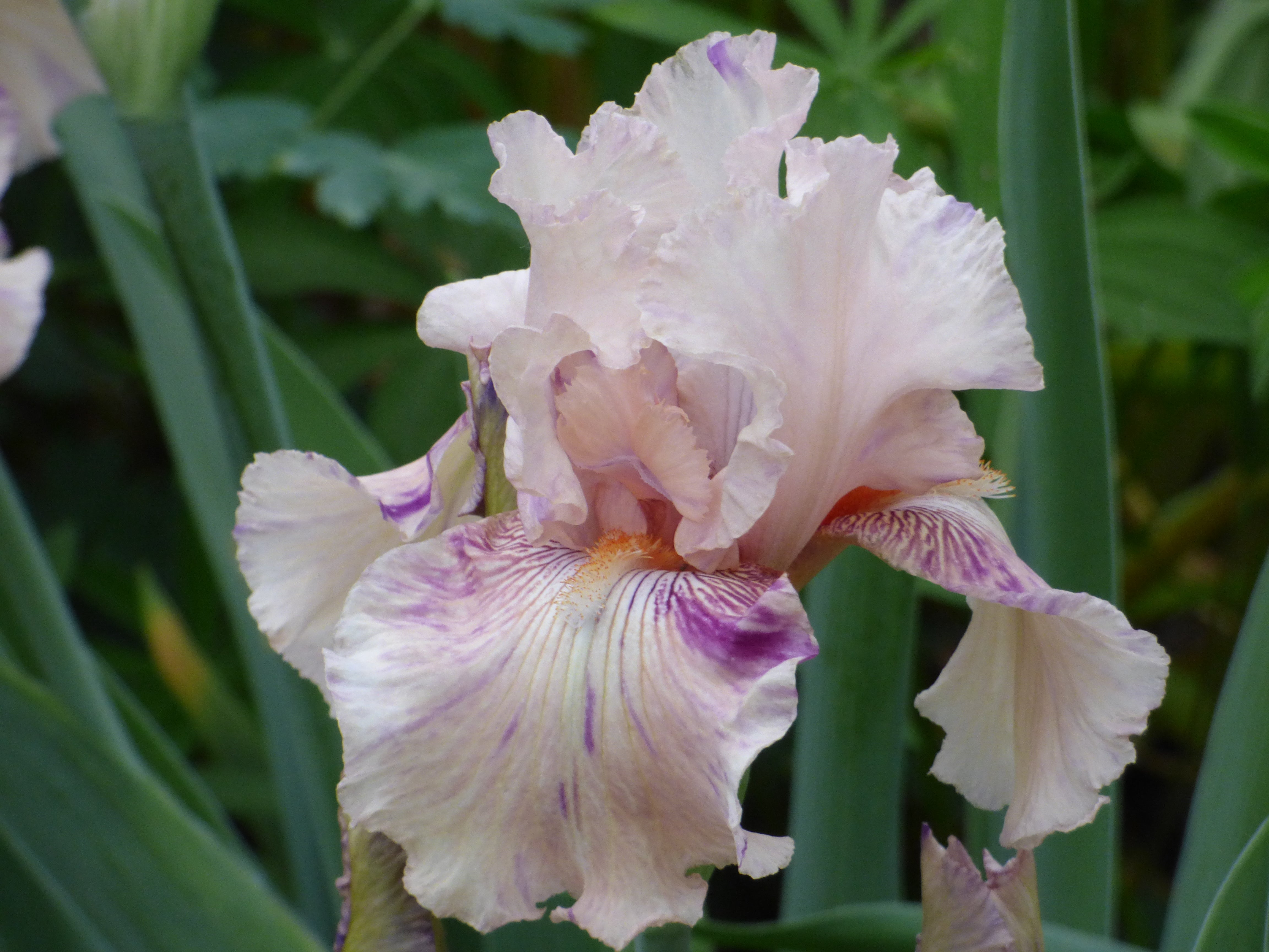 Peach Jam | Tall Bearded Iris – Schreiner's Gardens