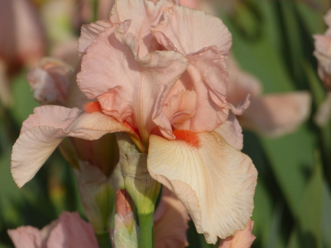 Pink Taffeta – Schreiner's Gardens