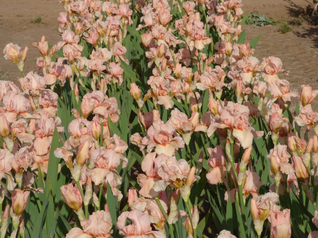 Pink Taffeta – Schreiner's Gardens
