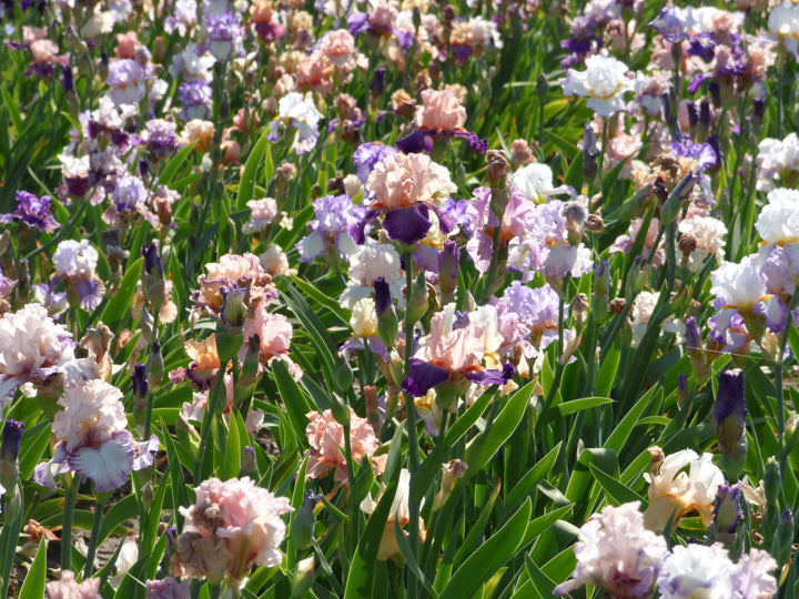 Surprise Grab Bag Iris Collectionn | Shop Collections