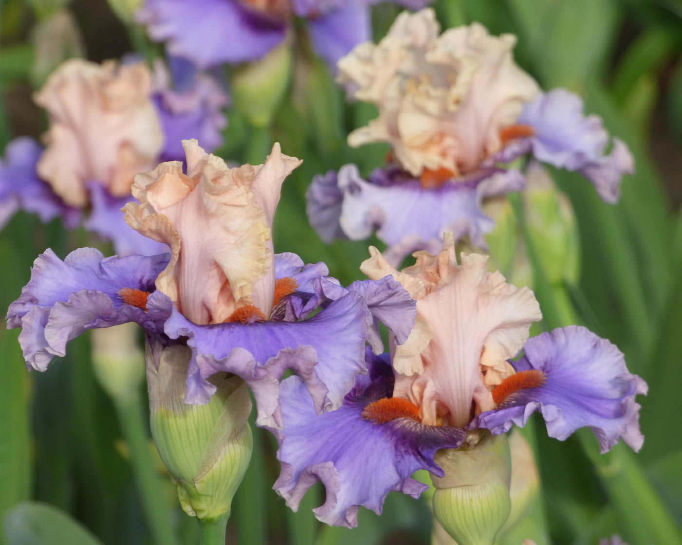 Plot Twist – Schreiner's Gardens
