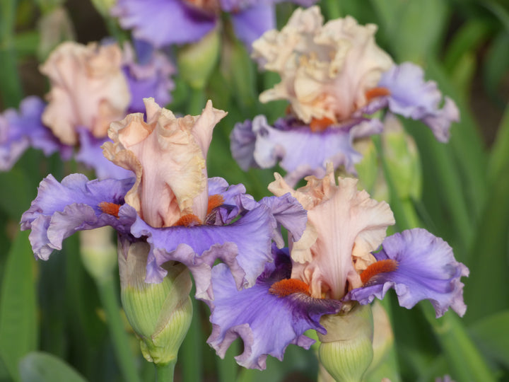 Plot Twist – Schreiner's Gardens