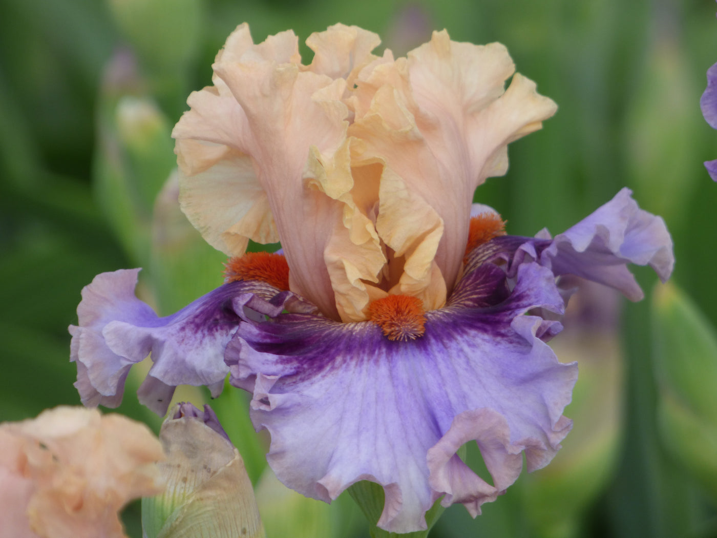 Plot Twist – Schreiner's Gardens