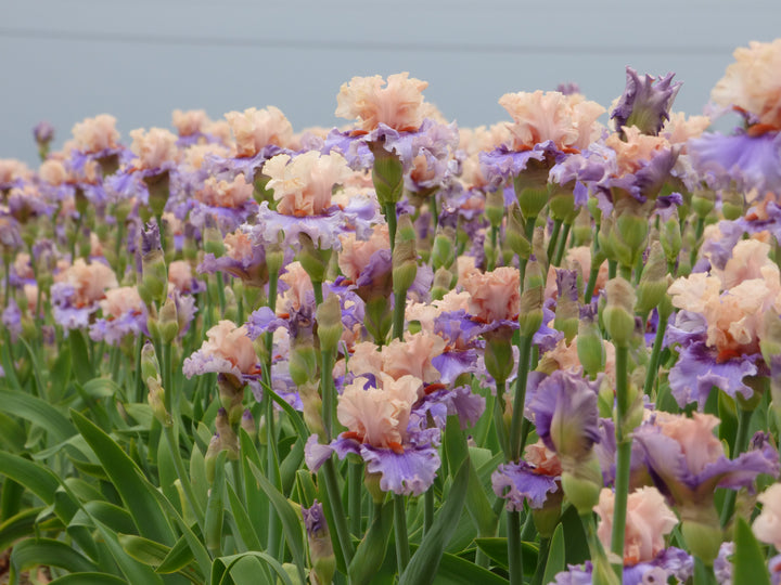 Plot Twist – Schreiner's Gardens