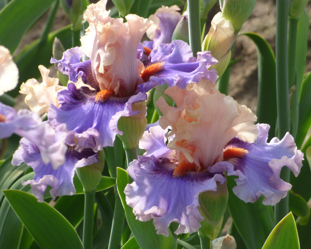 Plot Twist – Schreiner's Gardens