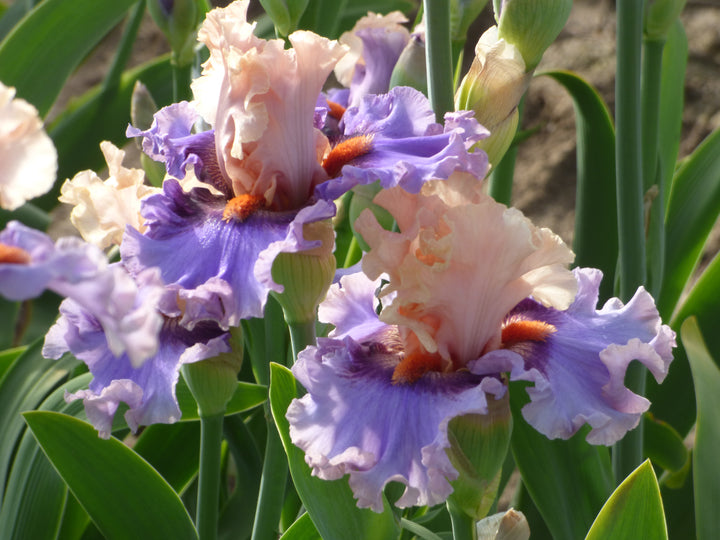 Plot Twist – Schreiner's Gardens