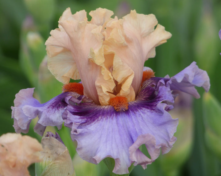 Plot Twist – Schreiner's Gardens Plot Twist – Schreiner's Gardens