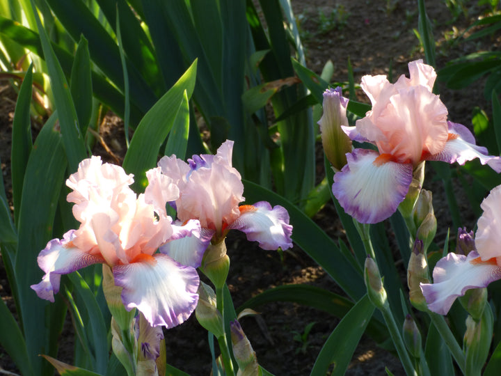 Poesie | Tall Bearded Iris – Schreiner's Gardens