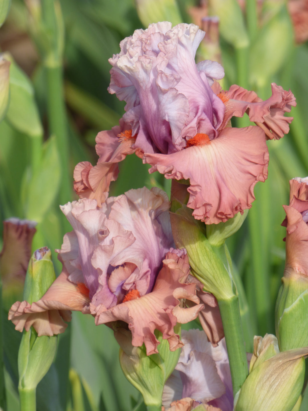 Pretty Rich – Schreiner's Gardens