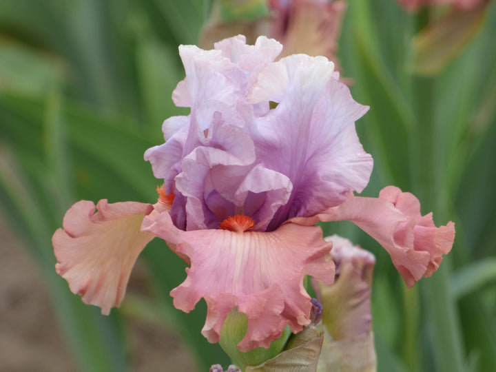 Pretty Rich – Schreiner's Gardens