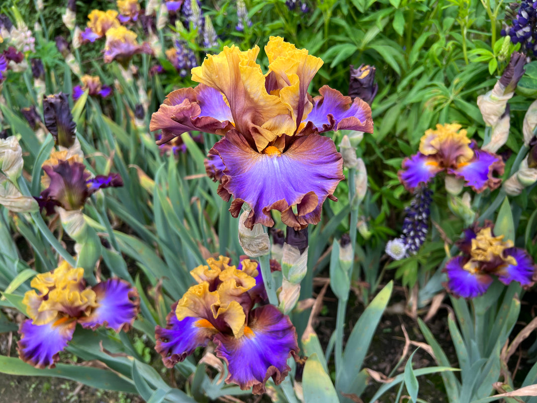Painted Love – Schreiner's Gardens