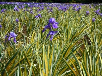 Pallida Variegata Gold Potted Iris