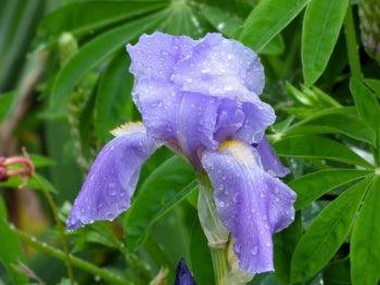 Pallida Variegata Gold Potted Iris