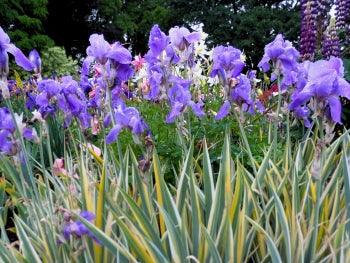 Pallida Variegata Gold Potted Iris