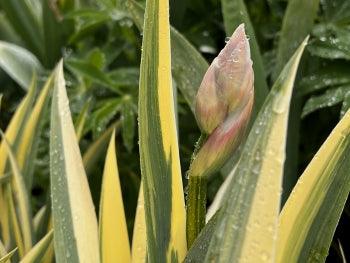 Pallida Variegata Gold Potted Iris