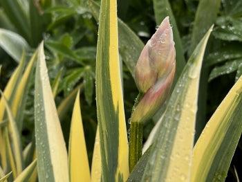 Pallida Variegata Gold