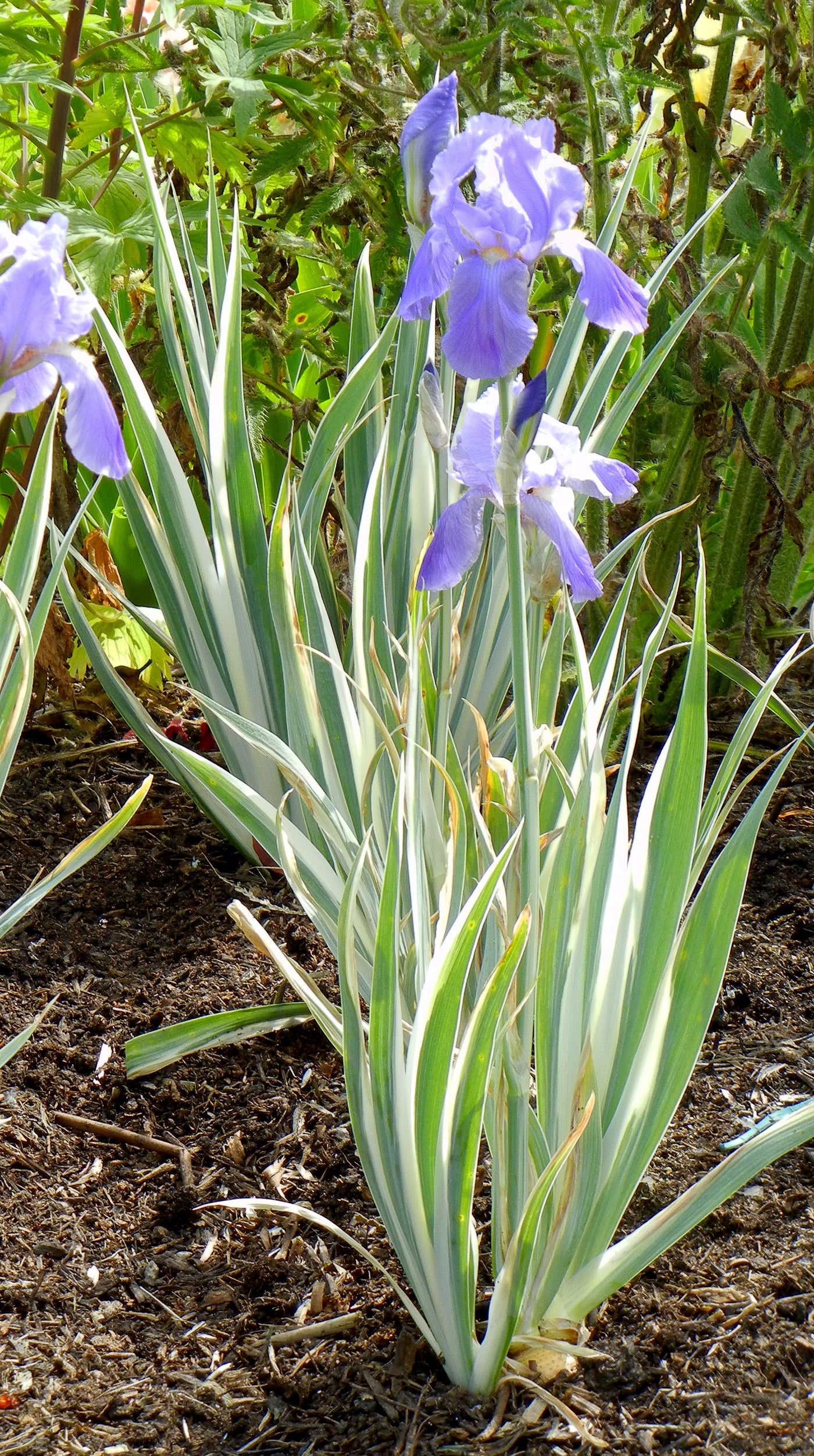 Pallida Variegata Silver