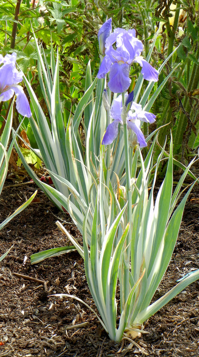 Pallida Variegata Silver