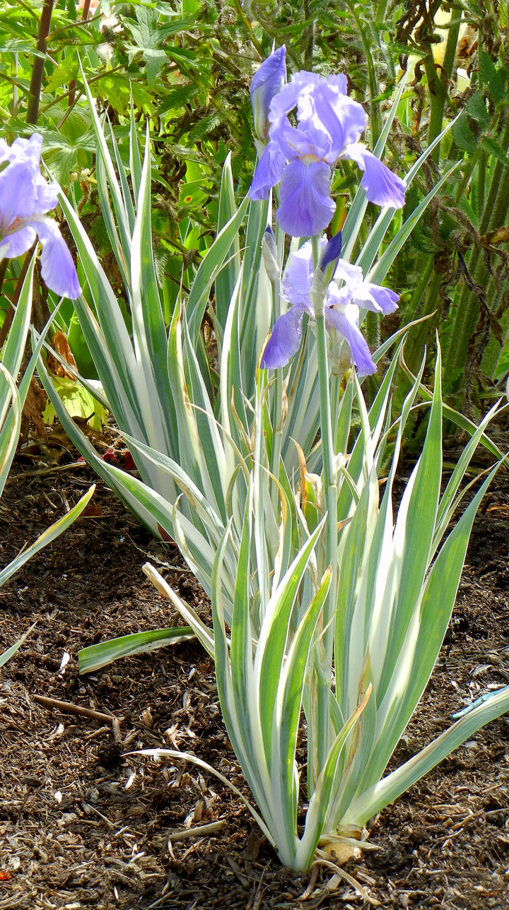 iris variegata Pallida Variegata Silver
