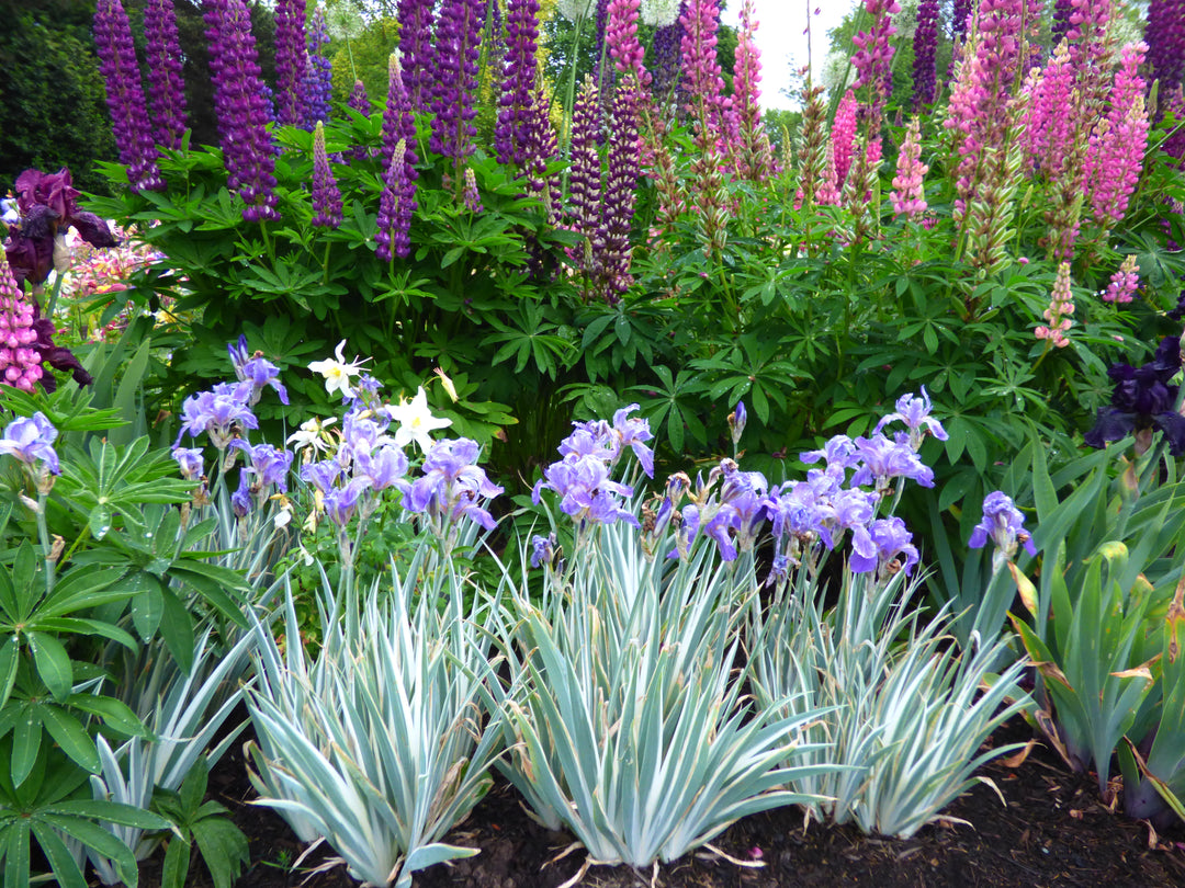 iris variegata Pallida Variegata Silver