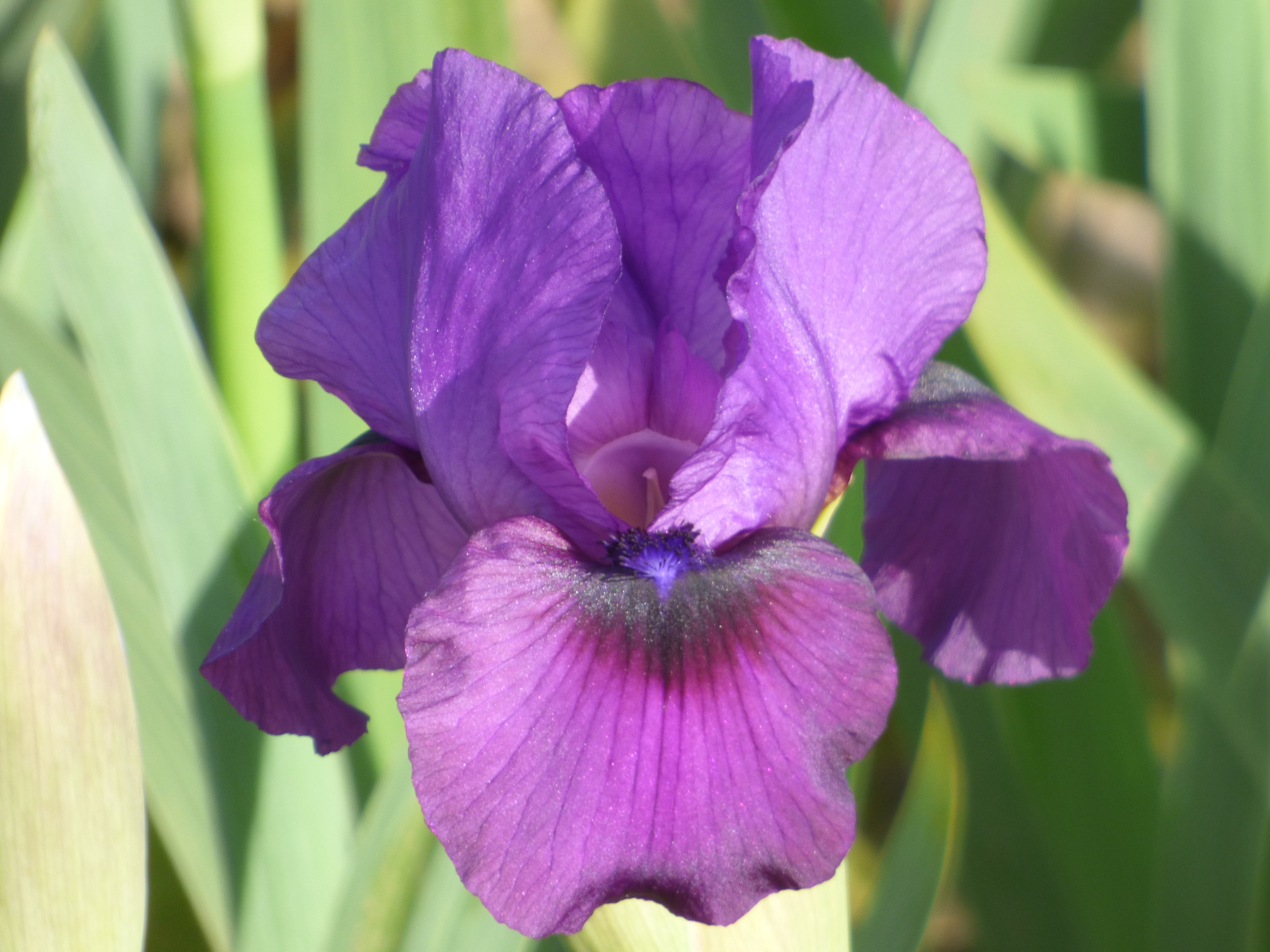 プレイヤー1 prayer one パープル Parable | Intermediate Bearded Iris – Schreiner's Gardens