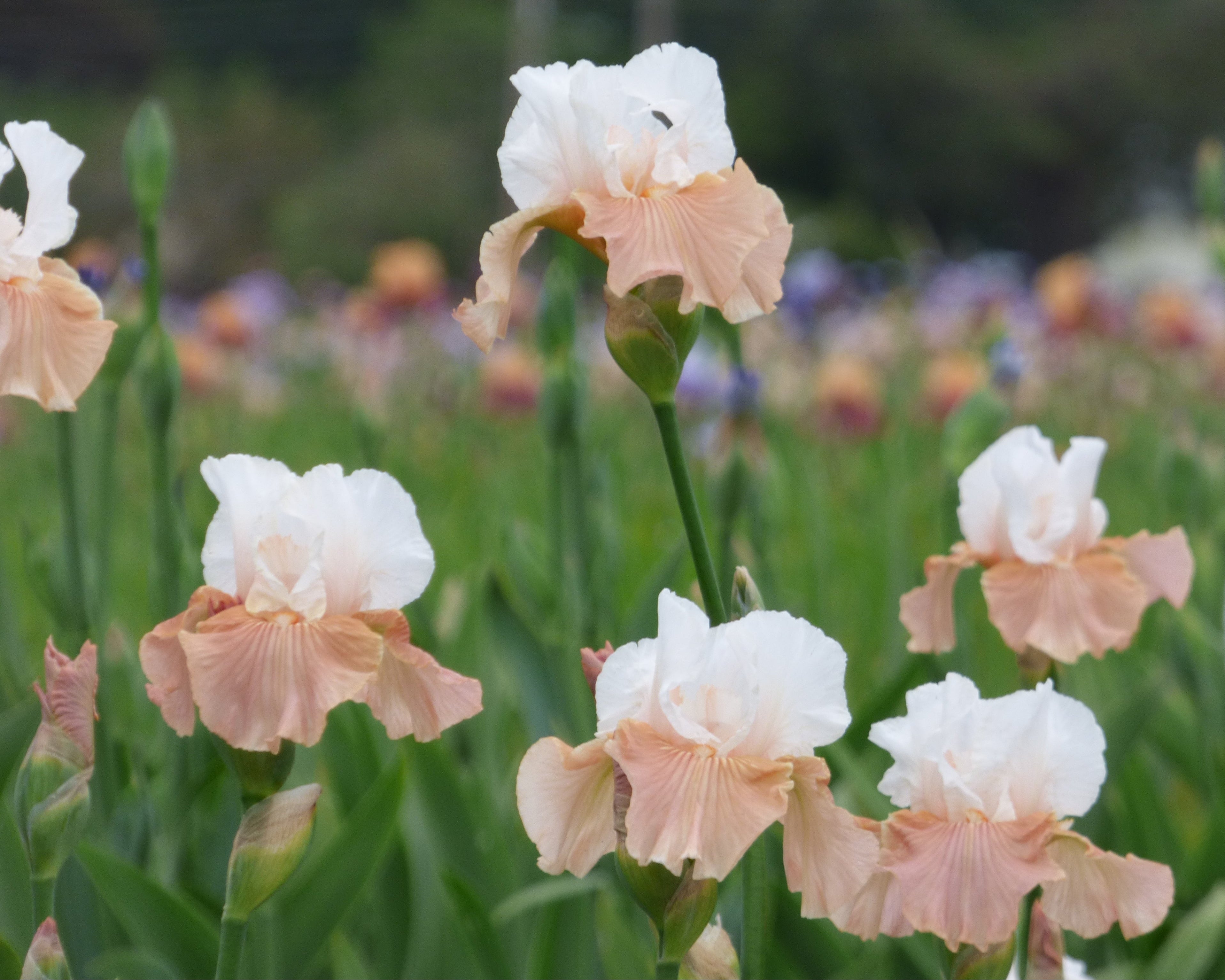 Paradise Valley | Tall Bearded Iris – Schreiner's Gardens
