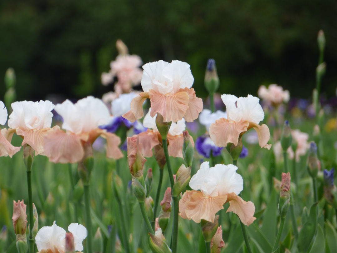 Paradise Valley | Tall Bearded Iris – Schreiner's Gardens