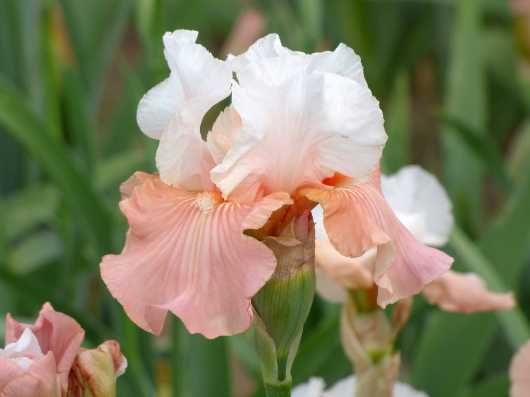 Paradise Valley | Tall Bearded Iris – Schreiner's Gardens