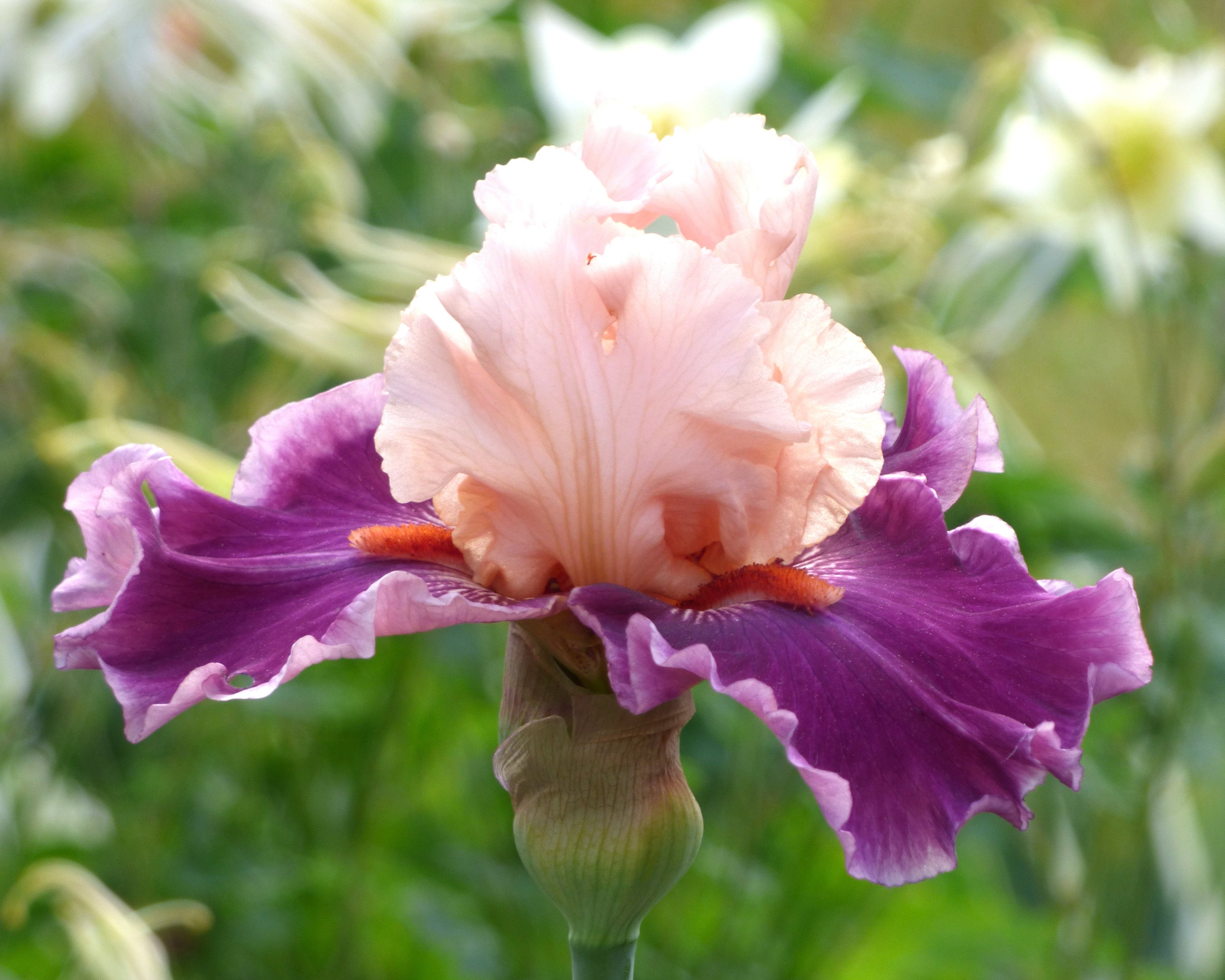 Passion for Fashion | Tall Bearded Iris – Schreiner's Gardens