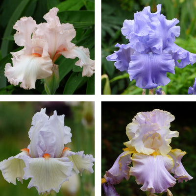Mixed Pastel Iris Bouquet