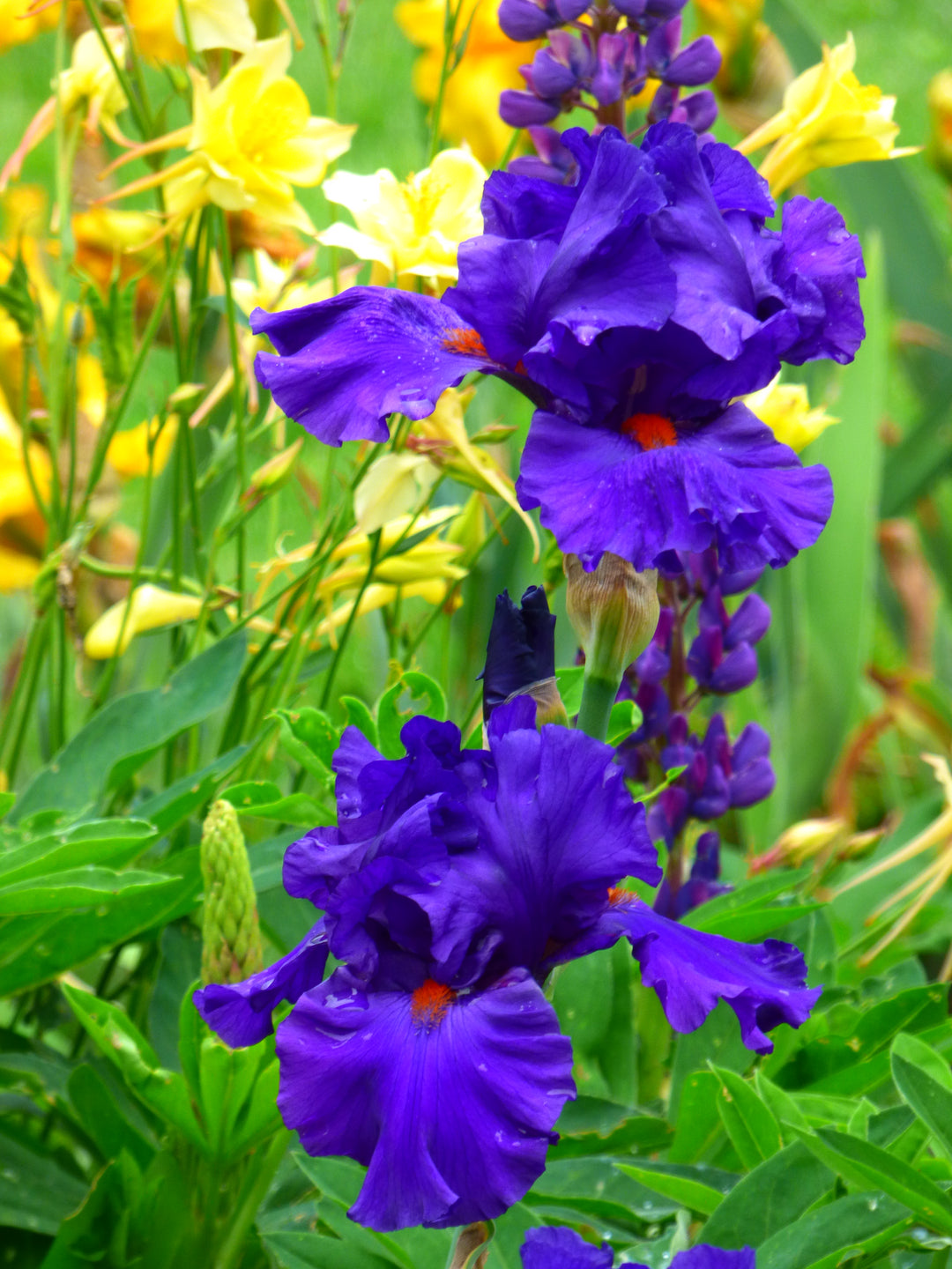Paul Black – Schreiner's Gardens