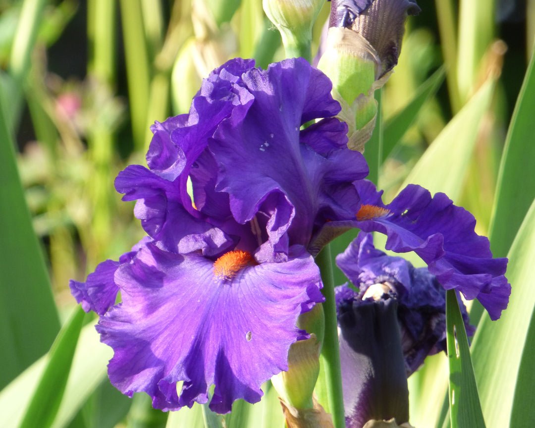 Paul Black – Schreiner's Gardens